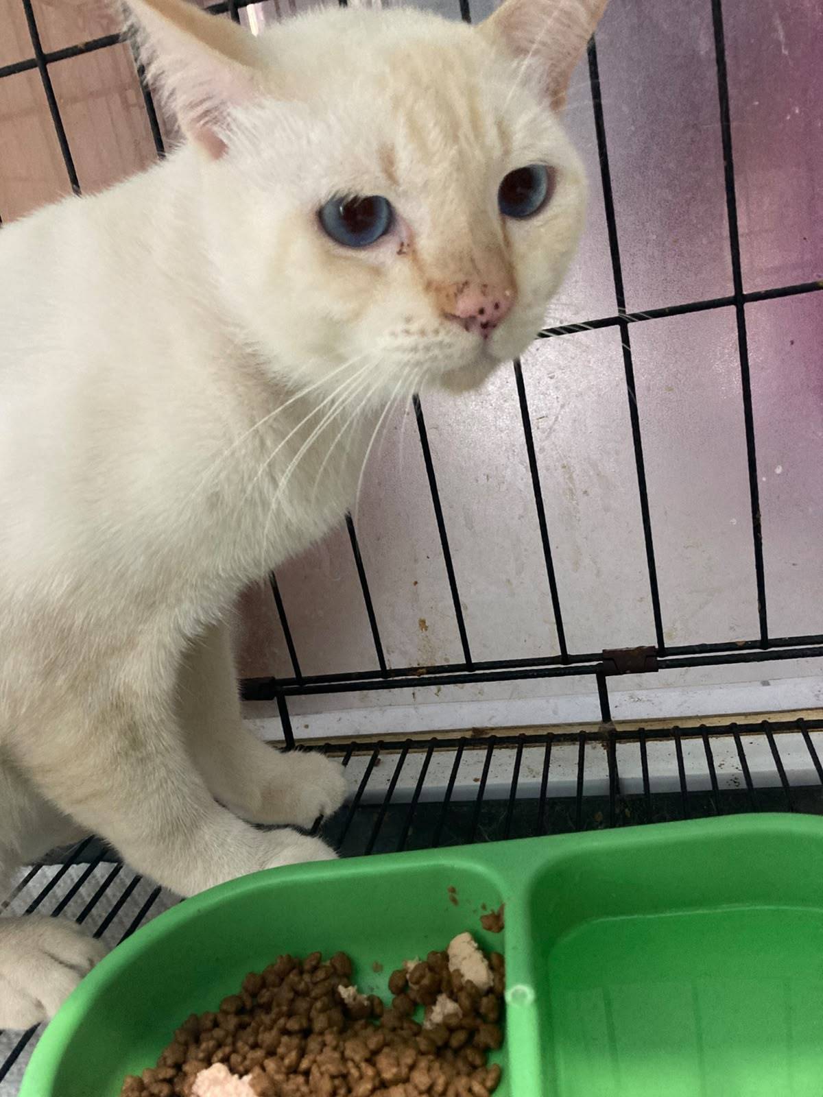 Casper and Hoki at Panda Pets and Care 3, waiting for their turn