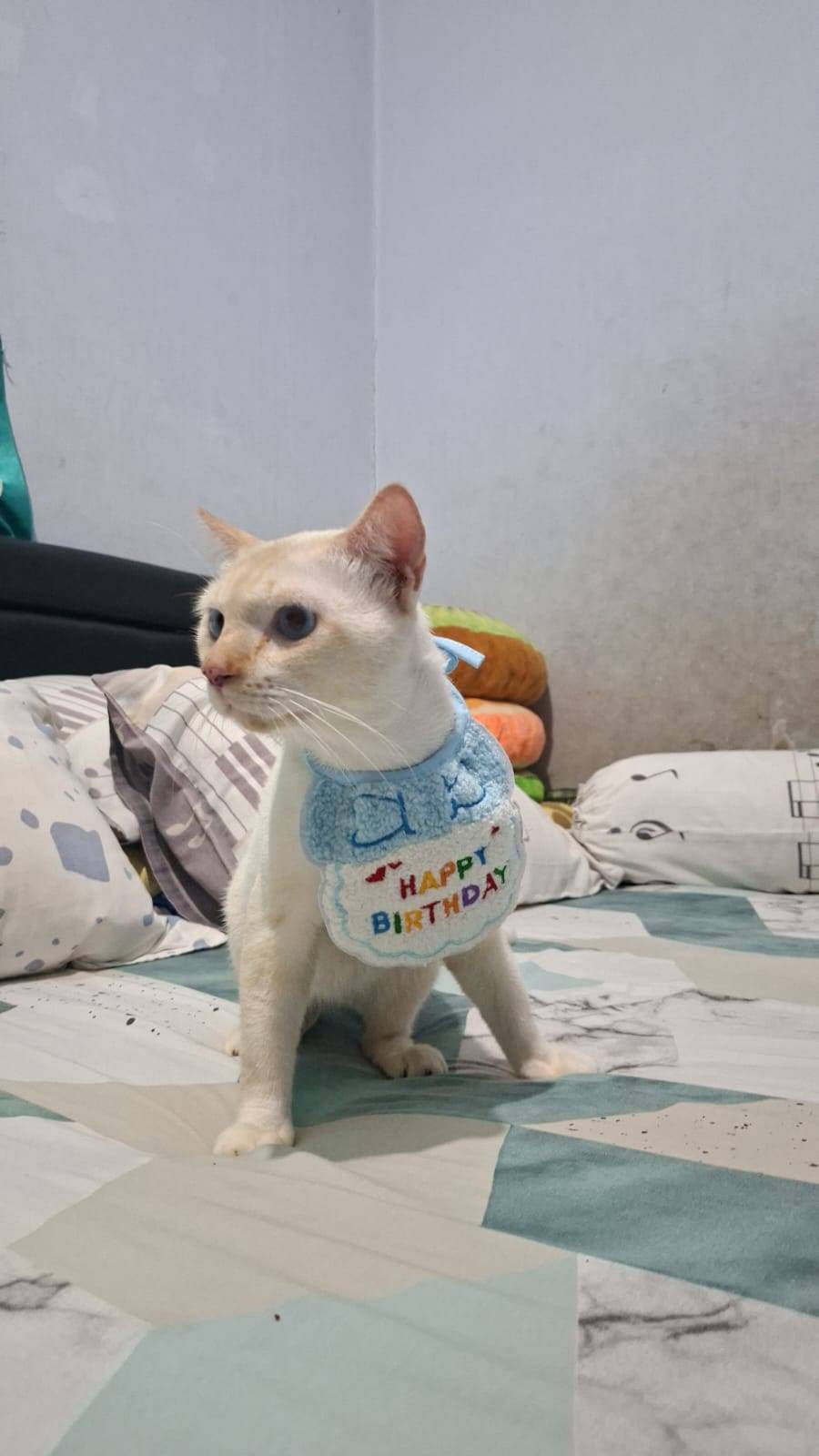 Hoki, the female, settled at the clinic