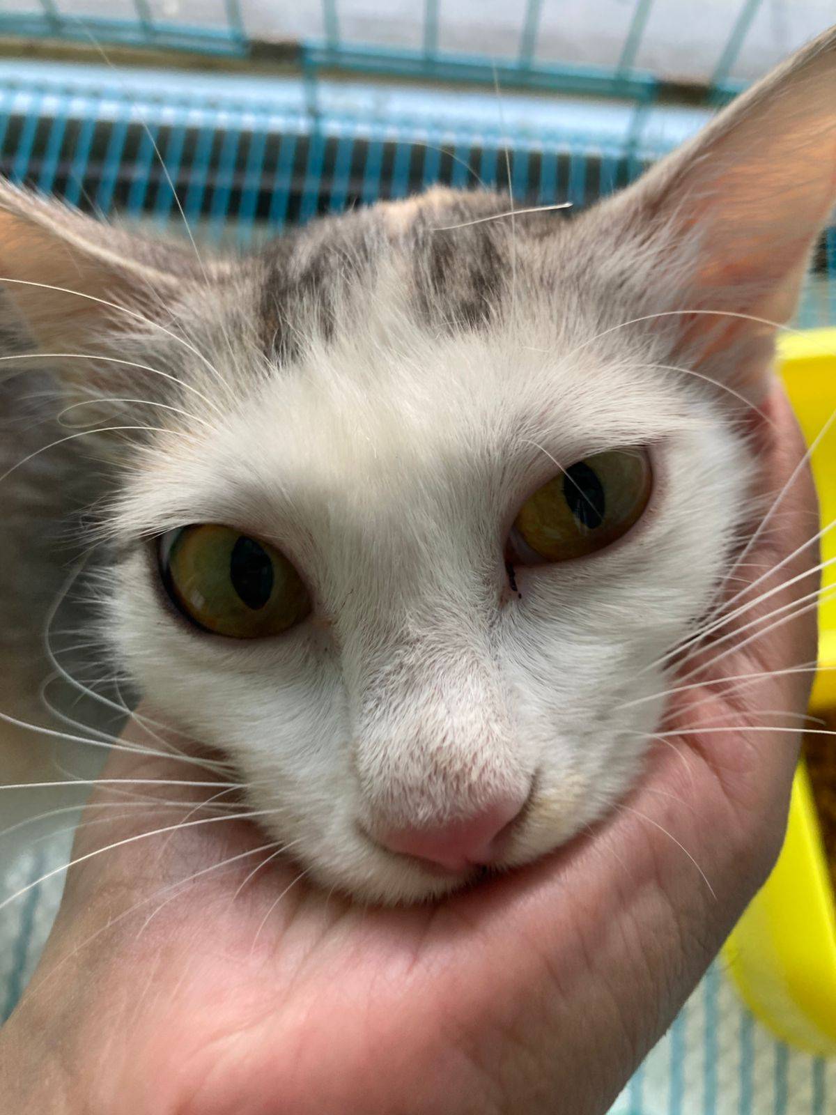 Casper, the male, at the clinic during his visit